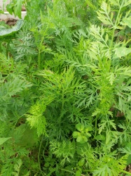 Galettes de fanes de carottes